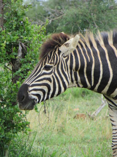 Zebra, Kruger National Park
