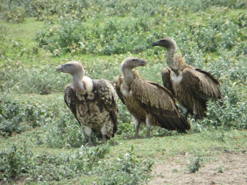 Vultures in Ngorongoro Conservation Area
