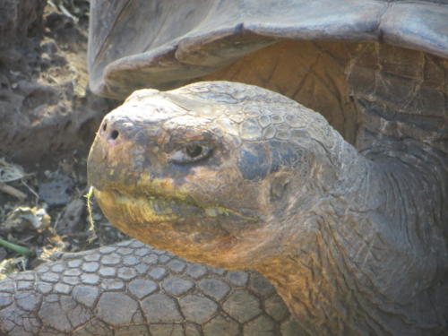 Giant Tortoises, Santa Cruz Island, Galapagos