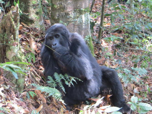 Gorila de montaña comiendo, Parque Nacional Impenetrable de Bwindi