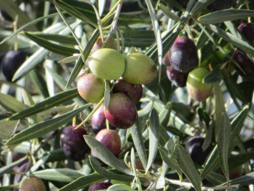 Olives, Chefchaouen