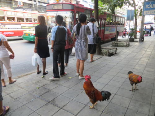 Gallo esperando el bus, Bangkok