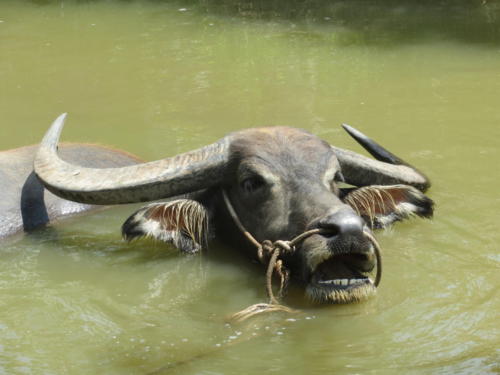 Búfalo de agua, Mekong Delta