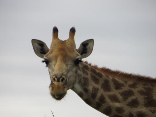 Curious Giraffe, Kruger National Park