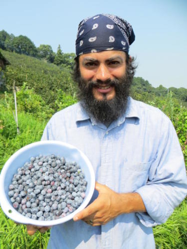 Harvesting Blueberries, Yoshii