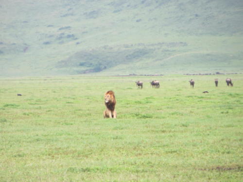 Resting Lion, Ngorongoro Conservation Area
