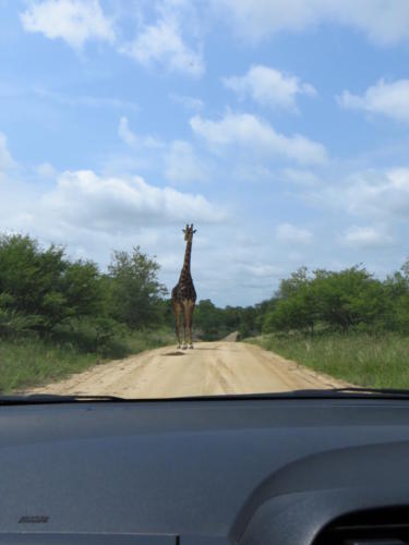 Giraffe in the Horizon, Kruger National Park