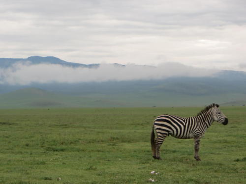Zebra, Ngorongoro Conservation Area