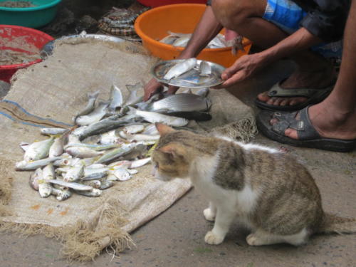 Kitty Wants Fresh Fish, Fort Cochin