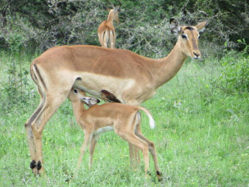 Mom and Baby Impala, Kruger National Park