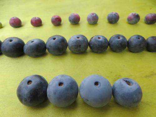 Various Blueberries, Yoshii