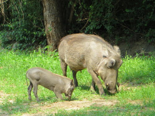 Mom and Baby Warthog, Kruger National Park
