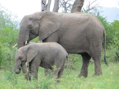 Mom and Baby Elephant, Kruger National Park