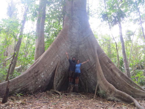 1000-Year-Old Samauma Tree, Floresta Nacional do Tapajos