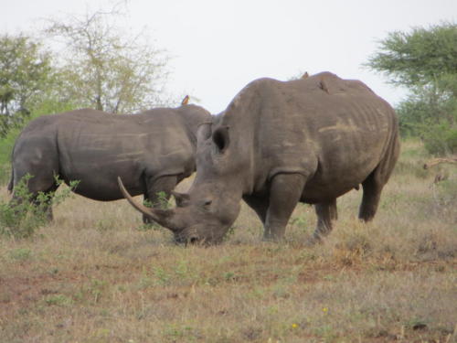 Rhinoceroses, Kruger National Park