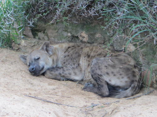 Hyena Napping, Kruger National Park