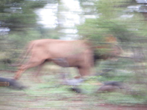 A Lion in Motion, Kruger National Park