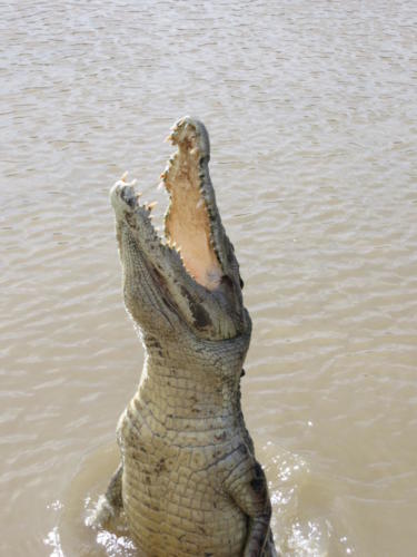 Jumping Crocodile in the Adelaide River