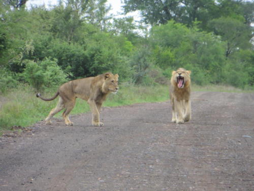 Yawning Lion, Kruger National Park