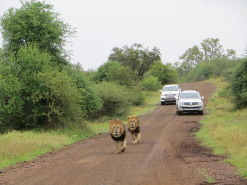 Lions on the Road, Kruger National Park