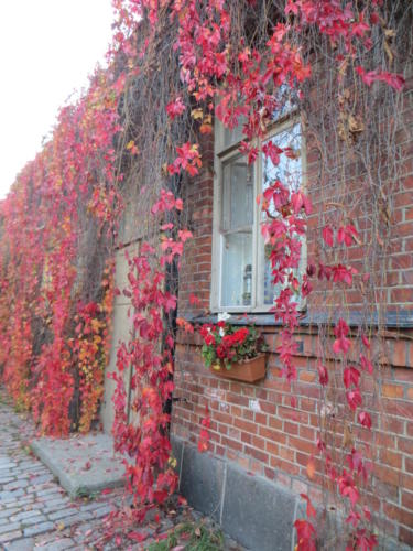 Colors of Fall in Helsinki