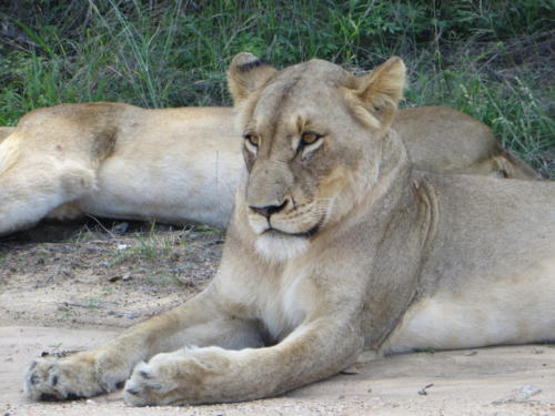 Lioness, Kruger National Park