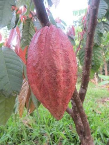 Vaina de cacao, WWOOFing en San Isidro