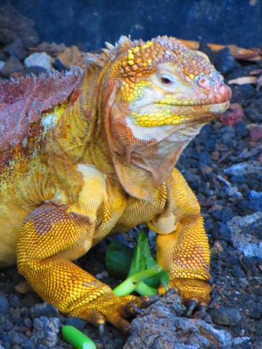 Iguana terrestre, Isla Santa Cruz, Galápagos