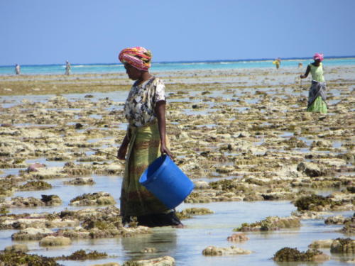 Mujeres recogiendo criaturas marinas durante marea baja, Nungwi, Zanzíbar