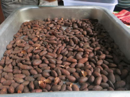 Semillas de cacao, WWOOFing en San Isidro
