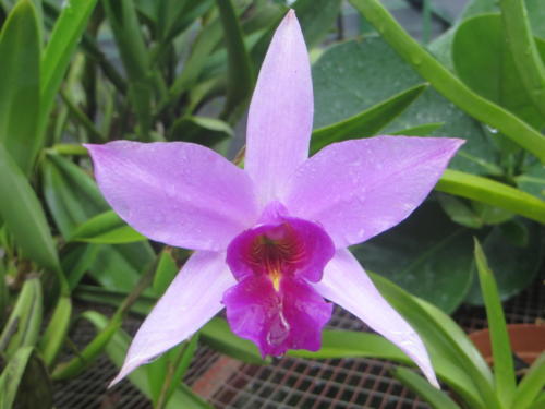 Orquídeas costarricenses