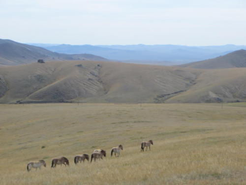 Caballos salvajes de Przewalski en el Parque Nacional Khustain, Ulaanbaatar