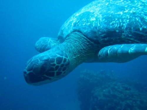 Tortuga marina, Galápagos